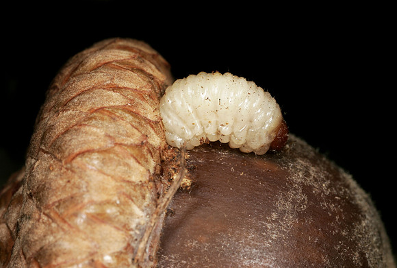 Acorn Weevil Larva Emerging - 1