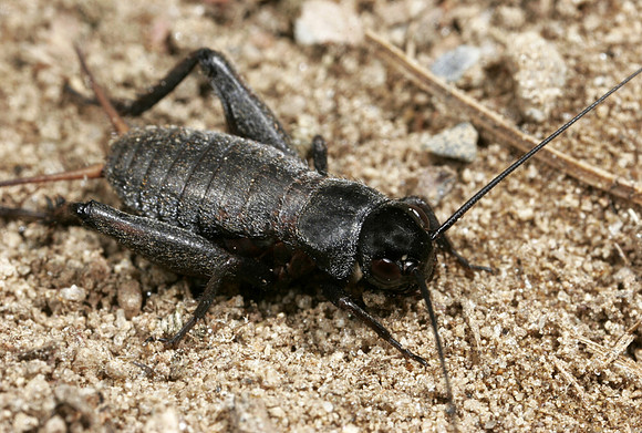 Field Cricket - 3