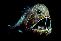 Fangtooth - 6