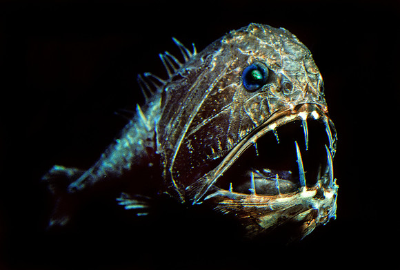 Fangtooth - 6