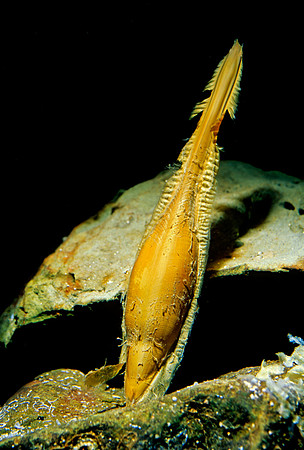 Ratfish Eggcase