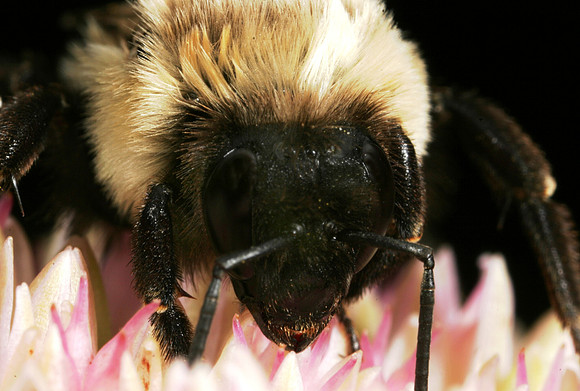 Bumble Bee - 1
