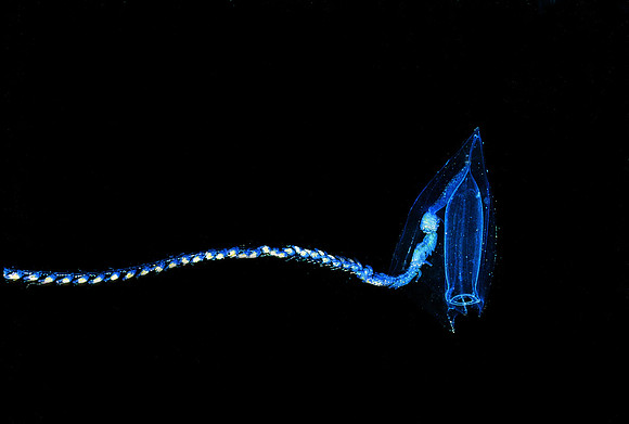 Calycophoran Siphonophore - 1