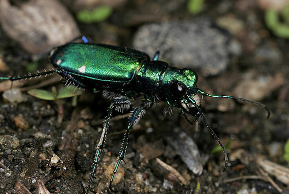 Tiger Beetle - 3