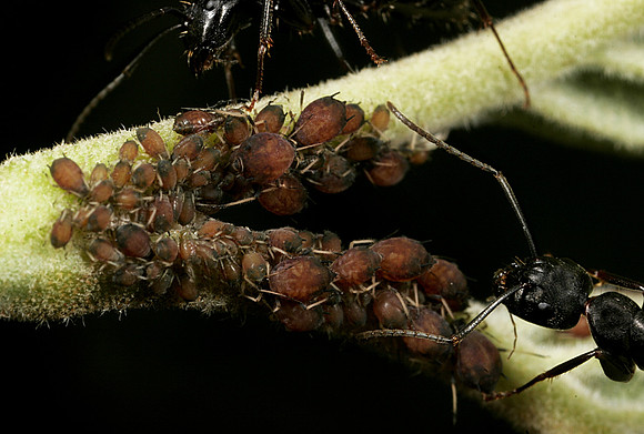 Aphids - 11