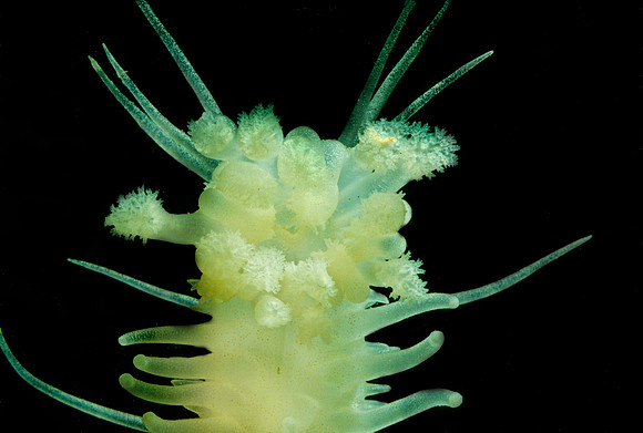 Sea Cucumber Feeding Tentacles - 1