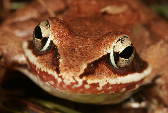 Wood Frog - 7