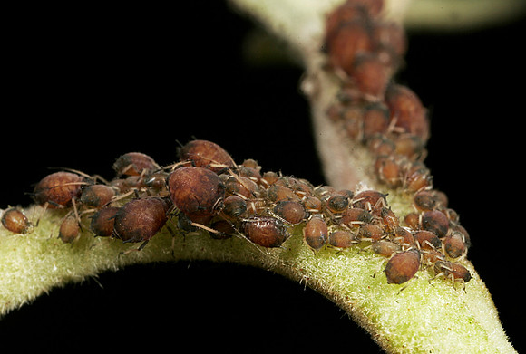 Aphids - 13