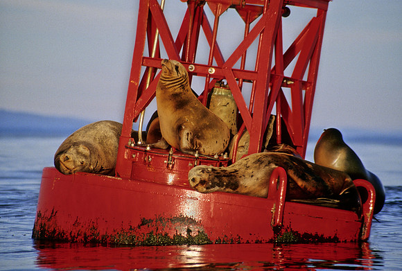 Sea Lions - 9