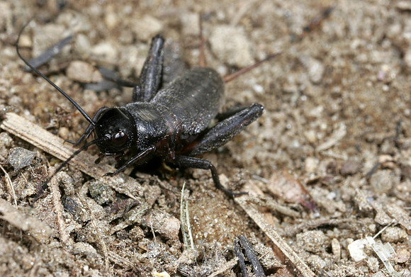Field Cricket - 1