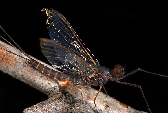 Mayfly