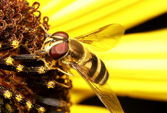Hoverfly - 16