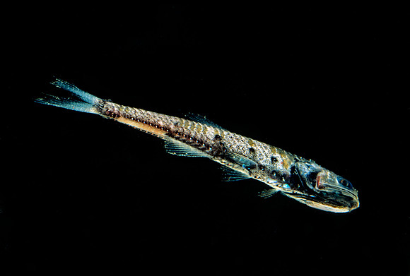 Lanternfish - 1