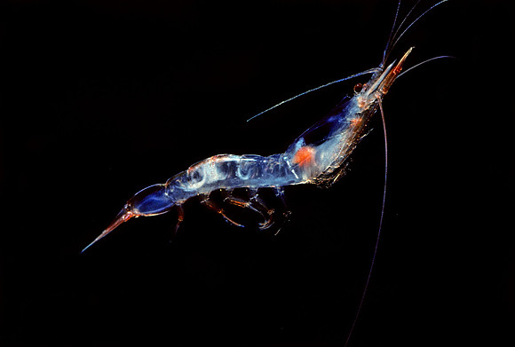 Glass Shrimp