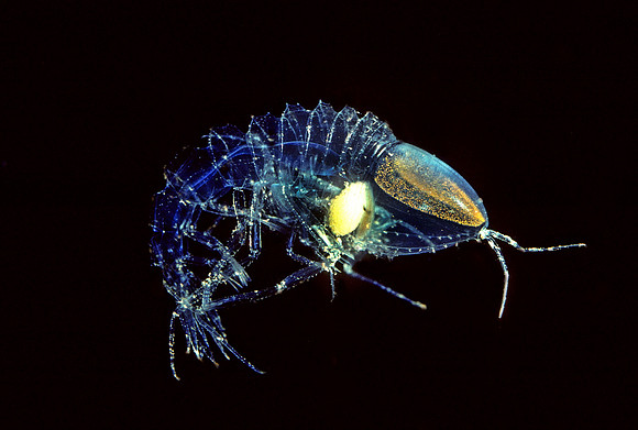 Transparent Amphipod - 2