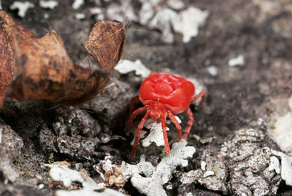 Red Mite - 3