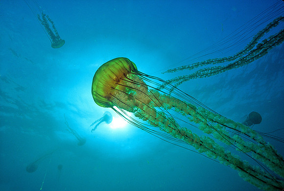 Pacific Sea Nettle - 2