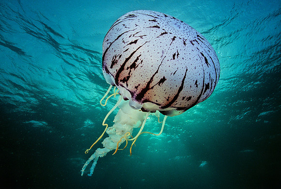 Purple-stripe Jelly - 1