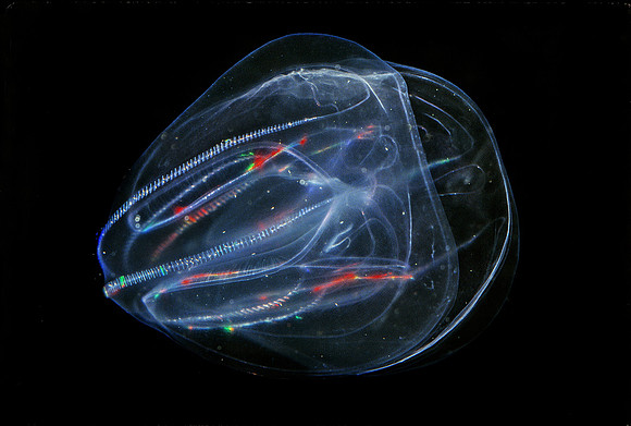 Lobed Comb Jelly - 1