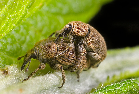 Weevils Mating - 1