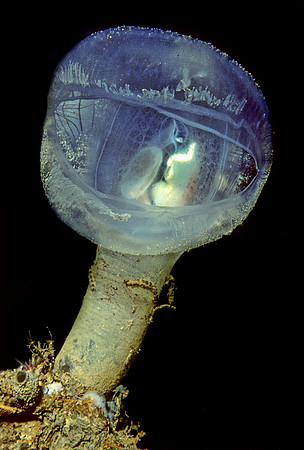 Predatory Tunicate - 3