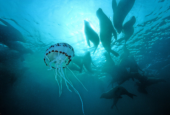 Sea Lions & Purple-stripe Jelly - 1