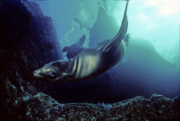 Sea Lion