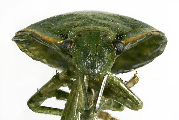 Bug - 1