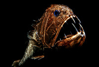 Fangtooth - 5