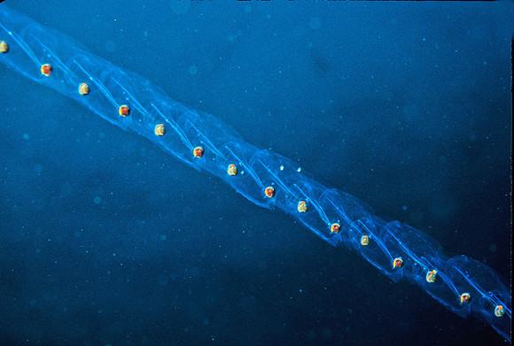 Aggregate Salp - 6