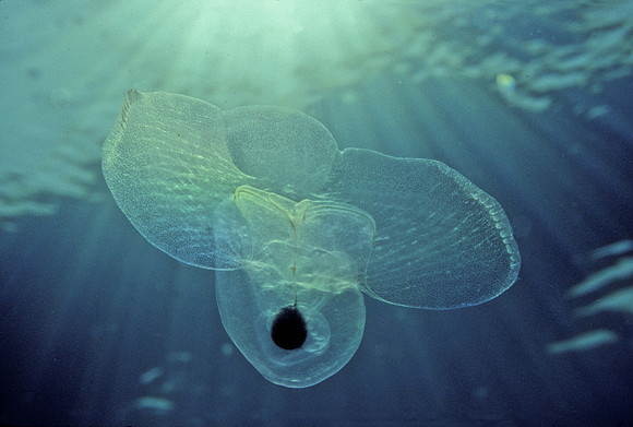 Sea Butterfly - 2