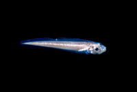 Pallid Eelpout
