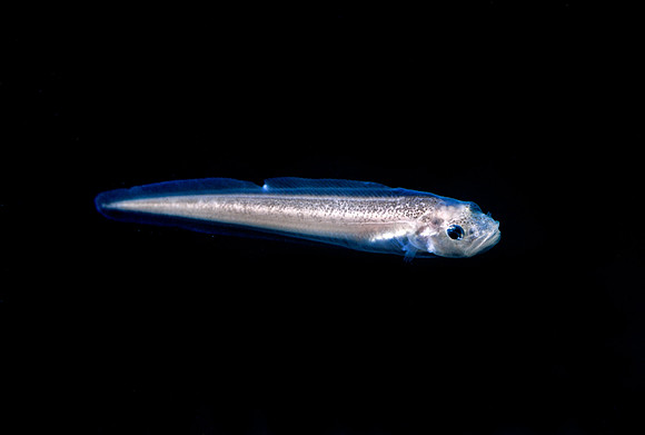 Pallid Eelpout