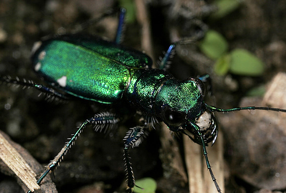 Tiger Beetle - 7