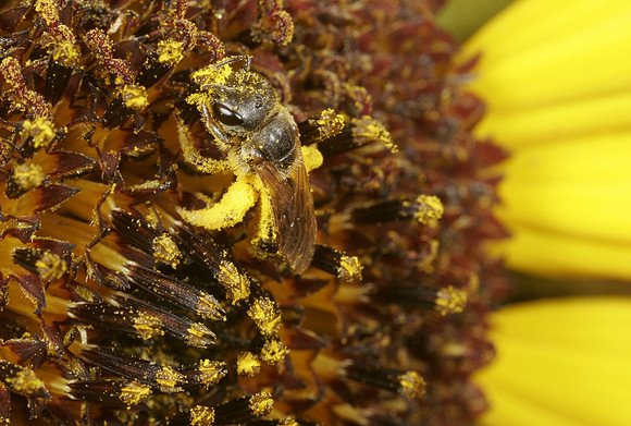 Sweat Bee with Pollen
