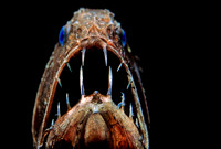 Fangtooth - 3
