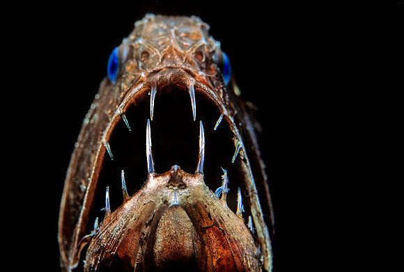 Fangtooth - 3