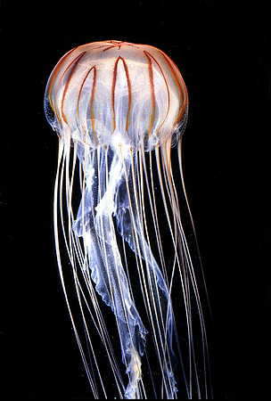 Japanese Sea Nettle - 1