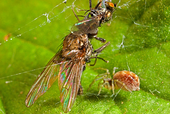Spider with Prey - 1