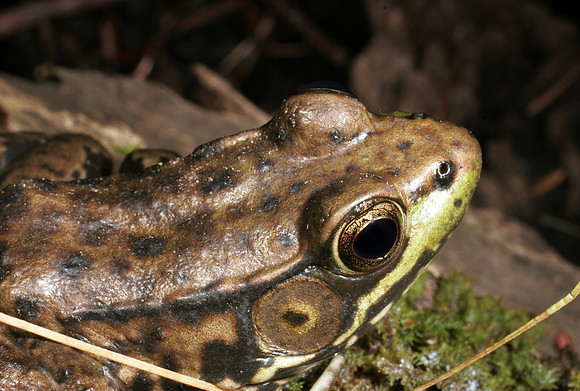 Green Frog - 3