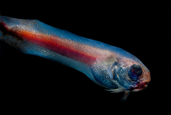 Snailfish