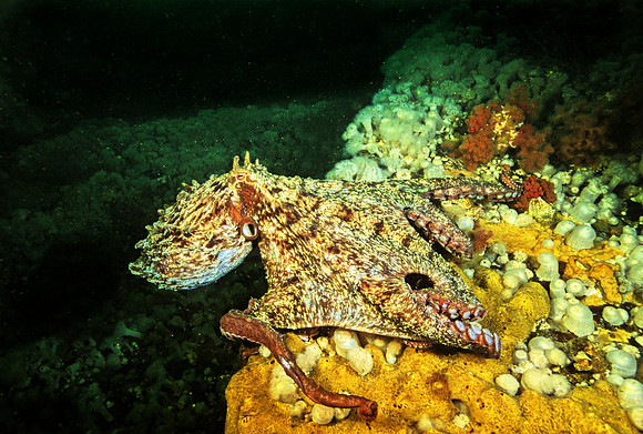 Giant Octopus - 1