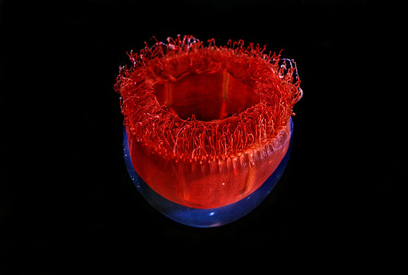 Benthocodon - 3