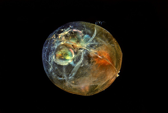 Giant Ostracod - 2