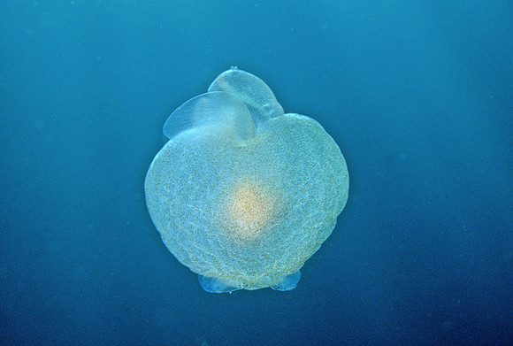 Sea Angel Pteropod - 3
