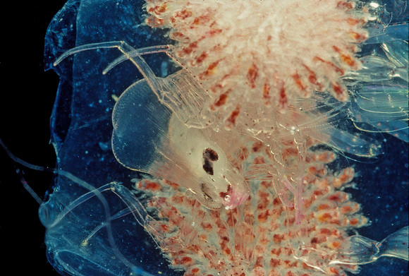 Phronima - 7
