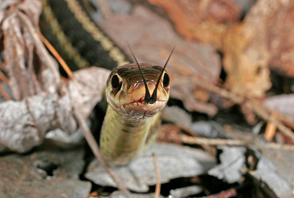 Garter Snake - 3