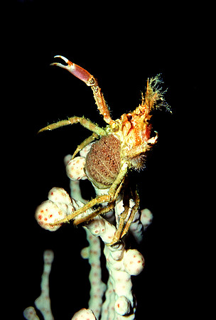 Decorator Crab Brooding Larvae - 1