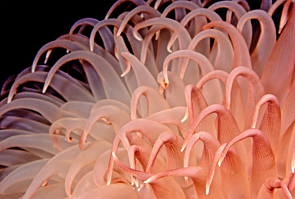Pom-pom Anemone - 3