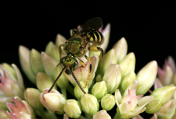 Striped Sweat Bee